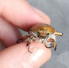 Anoplognathus suturalis