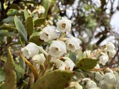 Gaultheria crassa