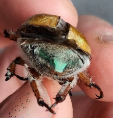 Anoplognathus suturalis