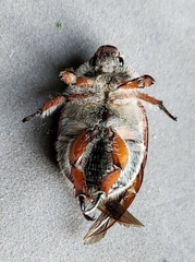 Anoplognathus suturalis
