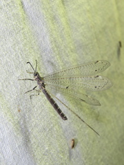 Bandidus vafer
