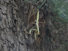 Coptopteryx argentina