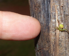 Misumenops rubrodecoratus