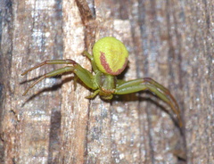 Misumenops rubrodecoratus