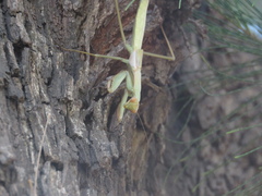 Coptopteryx argentina