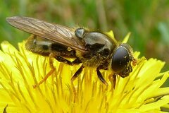 Cheilosia canicularis