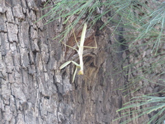 Coptopteryx argentina