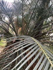 Macrozamia communis