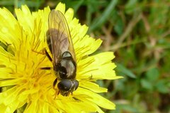 Cheilosia canicularis