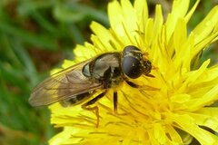 Cheilosia canicularis