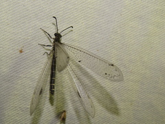 Bandidus vafer
