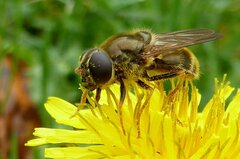Cheilosia canicularis