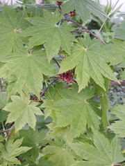 Acer pseudosieboldianum