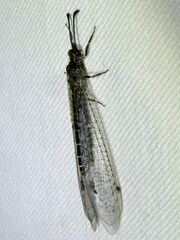 Bandidus vafer