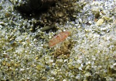 Eumalacostraca