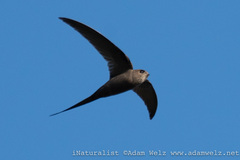 Cypsiurus parvus