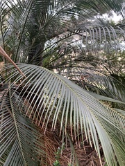 Macrozamia communis