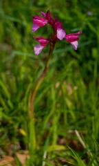 Anacamptis papilionacea