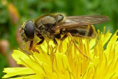 Cheilosia canicularis