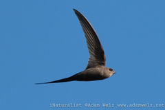 Cypsiurus parvus