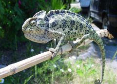 Chamaeleo chamaeleon recticrista