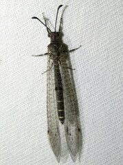 Bandidus vafer