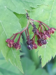 Acer pseudosieboldianum