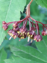 Acer pseudosieboldianum
