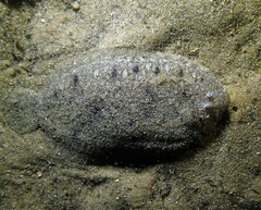 Pardachirus hedleyi