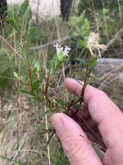 Pimelea linifolia linifolia