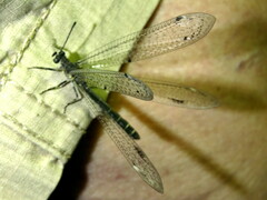 Bandidus vafer