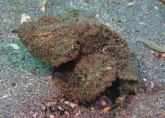 Scorpaenopsis macrochir