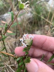Pimelea linifolia linifolia