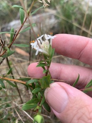 Pimelea linifolia linifolia