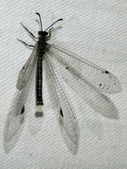 Bandidus vafer