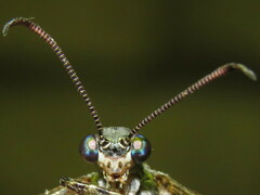 Bandidus vafer