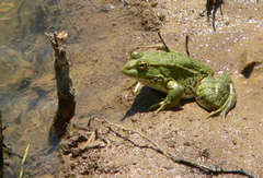 Pelophylax bedriagae