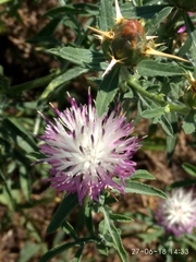 Centaurea iberica