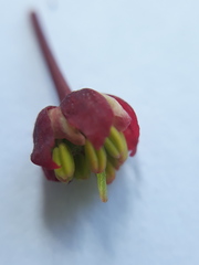 Acer pseudosieboldianum