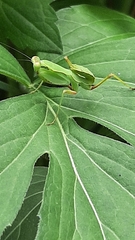 Sphodromantis baccettii