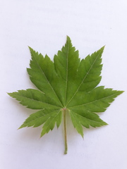 Acer pseudosieboldianum