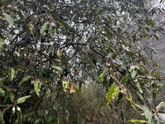 Elaeagnus thunbergii