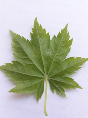 Acer pseudosieboldianum