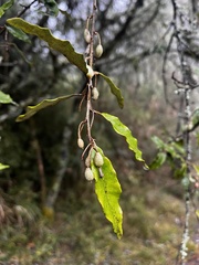 Elaeagnus thunbergii