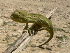 Chamaeleo chamaeleon