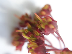 Acer pseudosieboldianum