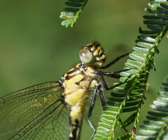 Hemigomphus