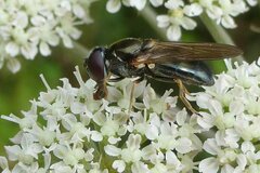 Cheilosia scutellata