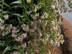Aster taiwanensis