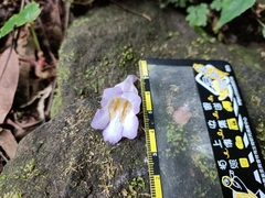 Lysionotus pauciflorus